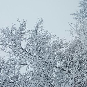 Meet your Posher, Griselda